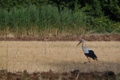 Biwak-rowerowy-3031-lipca-2013_842186